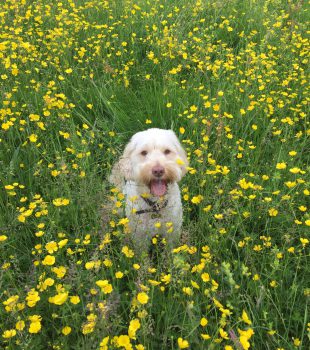 Charlie running in the buttercups