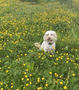 Charlie admiring the buttercups